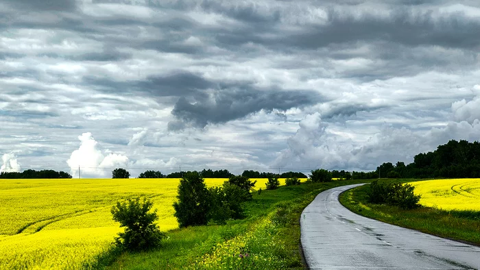 rapeseed fields - My, Mobile photography, Kemerovo, Colza, rapeseed field, Sky, Clouds, Landscape