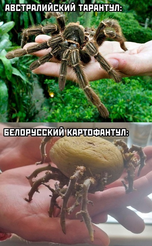 Belarusian kartofantul: - Humor, Picture with text, Memes, Images, Sad humor, Homemade, Pets, Tarantula, Spider, Potato