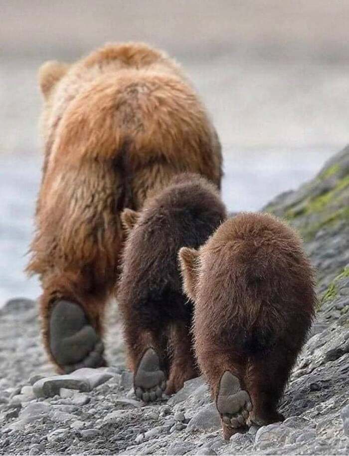 Кто куда - а мы за медком!