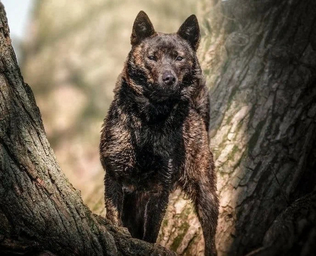 Kai Inu: The evil twin of the famous Hachiko. An ancient Japanese breed whose fame has been completely overshadowed by the popular Akita Inu - Dog, Dog days, Animal book, Yandex Zen, Longpost