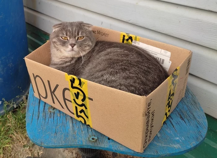 Bun in a box - Scottish lop-eared, cat