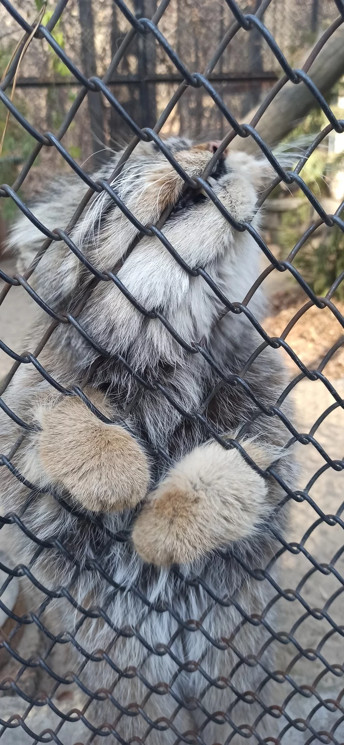 Manuly paws - My, Pallas' cat, Pet the cat, Novosibirsk Zoo, Small cats, Cat family