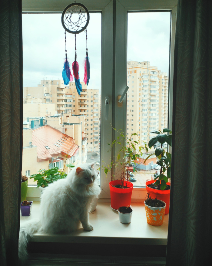 Dreamcatcher & mousecatcher