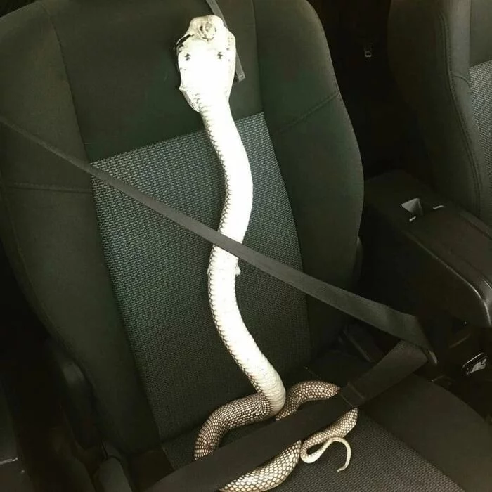 Mother-in-law asked for a lift - Auto, Humor, Snake, Mother-in-law, Safety belt