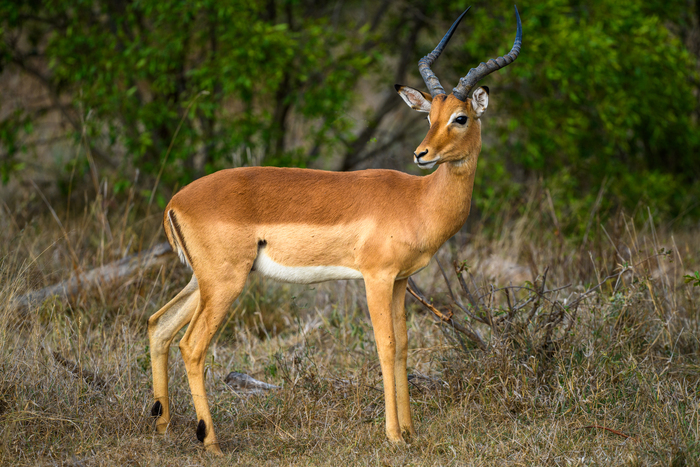 Антилопа Импала