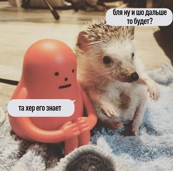 Here you go - My, Hedgehog, 2022, Mat, Picture with text