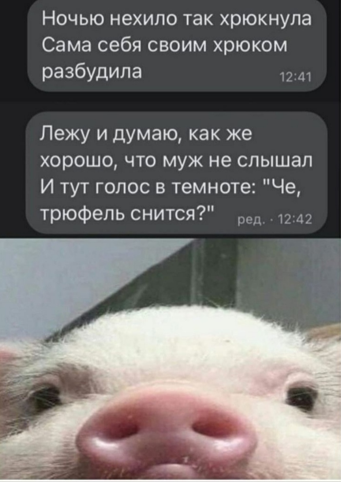 Интересно, а что снится свинкам?