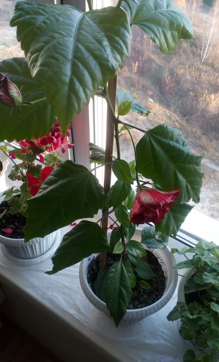 Pikabutyans, lovers of indoor flowers, help identify the plant ... - My, Houseplants, Milota, Bloom, Plants, Need advice, Looking for a name, What kind of plant