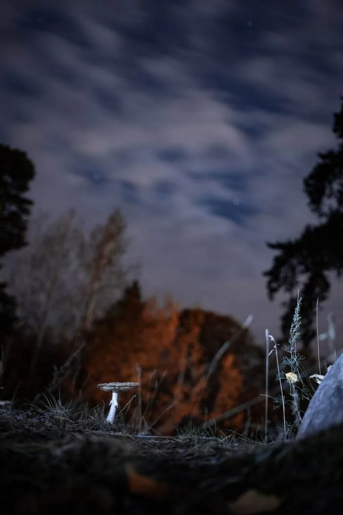 silent hunting - Crossposting, Pikabu publish bot, Longpost, Mushrooms, Fly agaric, The photo