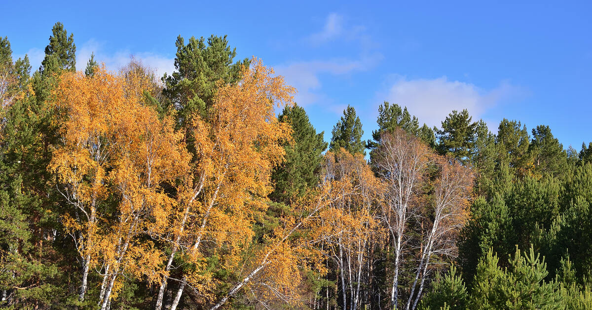 Солнечный осенний день | Пикабу