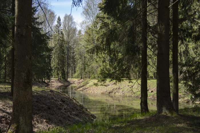 Pavlovsky park. Summer of the 22nd - My, Pavlovsky Park, Pavlovsk, The park, River, Pine, Russia, The photo