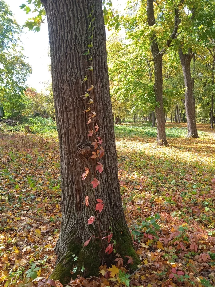 Reply to Gradient - My, Plants, Color, Gradient, Nature, Reply to post, Tree