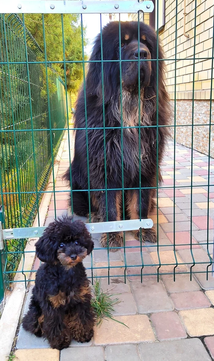 Tibet and non-Tibet - My, Dog, Tibetan mastiff, Toy Poodle, friendship