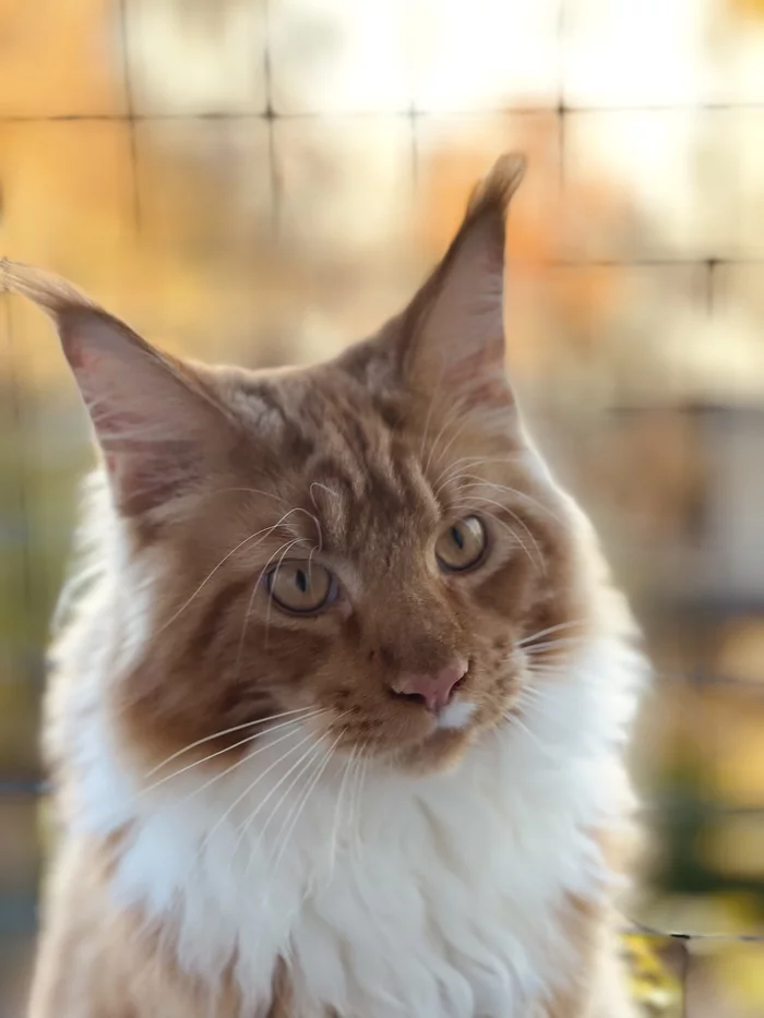 Redhead Boston - My, cat, Maine Coon, Longpost