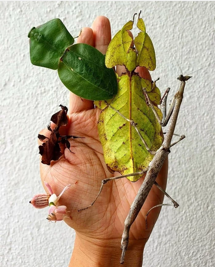 All these are insects (except the hand :) - Insects, Interesting, beauty, Mantis, Longpost, Repeat