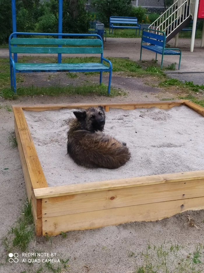 street dog - Strange humor, Dog, Sandbox