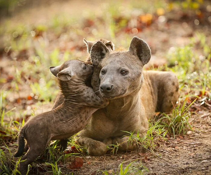 I'll tell you what... - Hyena, Spotted Hyena, Young, Milota, The photo, From the network