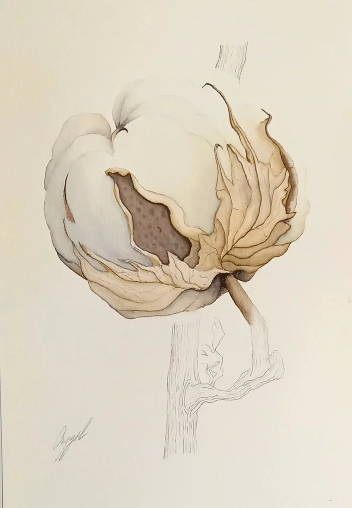 Cotton) - My, Watercolor, Watercolor paper, Autumn, Longpost