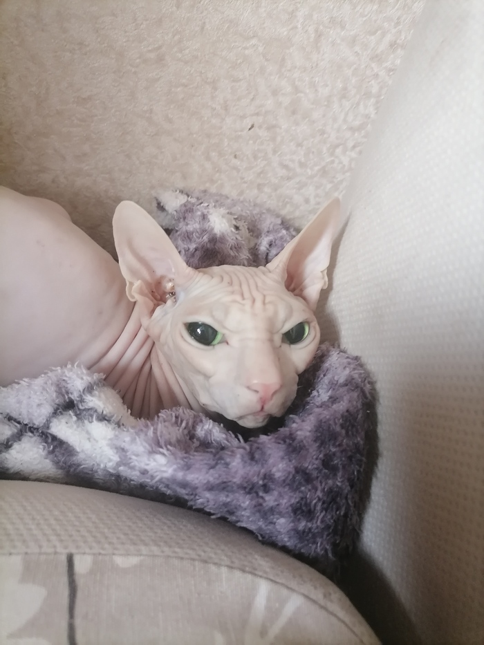 Дончанка Манила