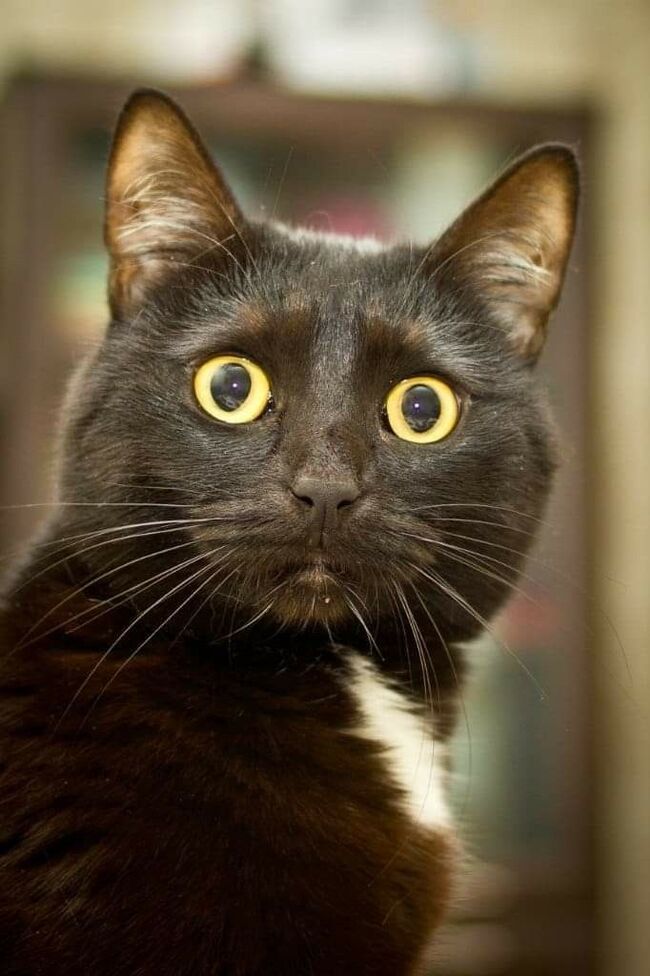 �������� �������