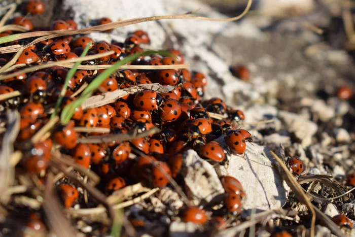 Mountain of ladybugs on the mountain. Oo - My, Camping, Bashkortostan, Toratau, Weekend, Autumn, October, The sun, ladybug, beauty, Nikon, Longpost