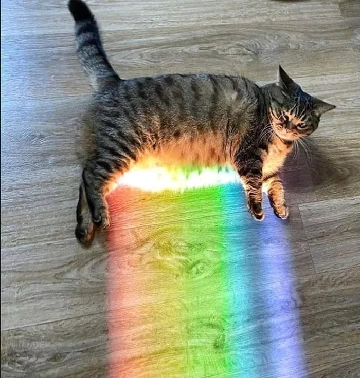 Where does the rainbow start? - cat, Rainbow, Repeat