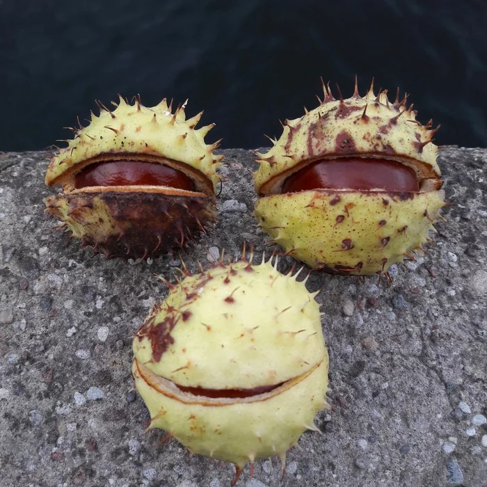 chestnut day - My, Kaliningrad, Horse chestnut, Autumn, Positive