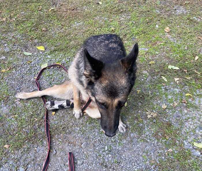 Everyday life of a shepherd dog - My, Helping animals, The strength of the Peekaboo, Volunteering, Dog, Sheepdog, Milota, Video, Youtube, Longpost