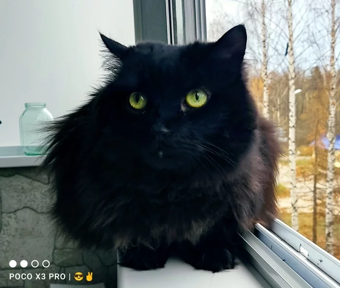 В тему котиков, пробный шар) - Моё, Кот, Домашние животные