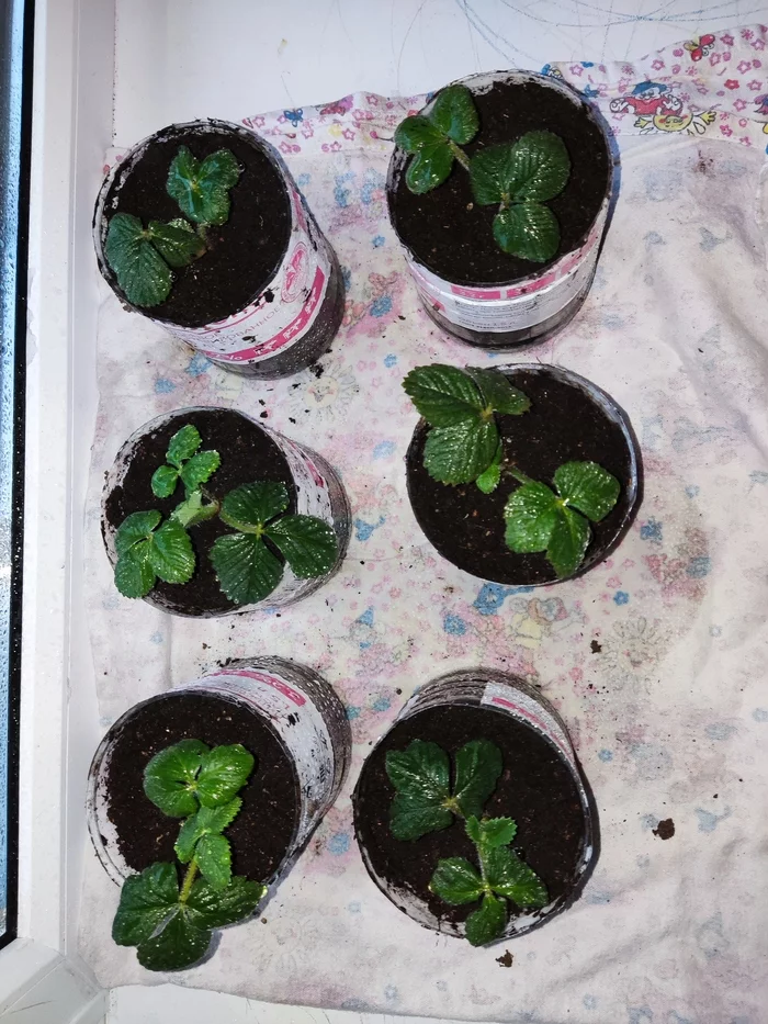 Let's continue the experiment - My, Strawberry (plant), Business, Experiment, Longpost