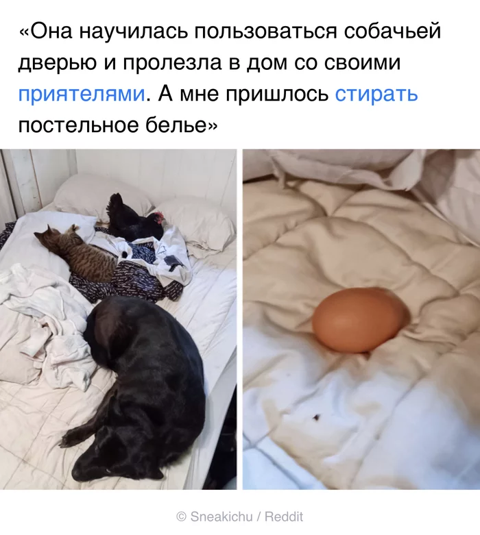 And why is it possible for a dog with a cat, but not for her? - Screenshot, ADME, Reddit, cat, Dog, Picture with text, Hen