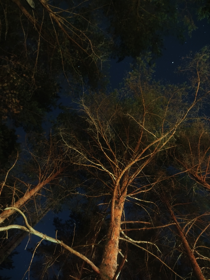 Августовская ночь Тот самый кадр, Мобильная фотография, Ночь, Дерево