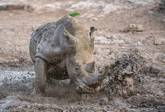 Disgruntled White Rhino - White Rhinoceros, Rare view, Rhinoceros, Odd-toed ungulates, Animals, Wild animals, wildlife, Nature, South Africa, The photo, Dirt