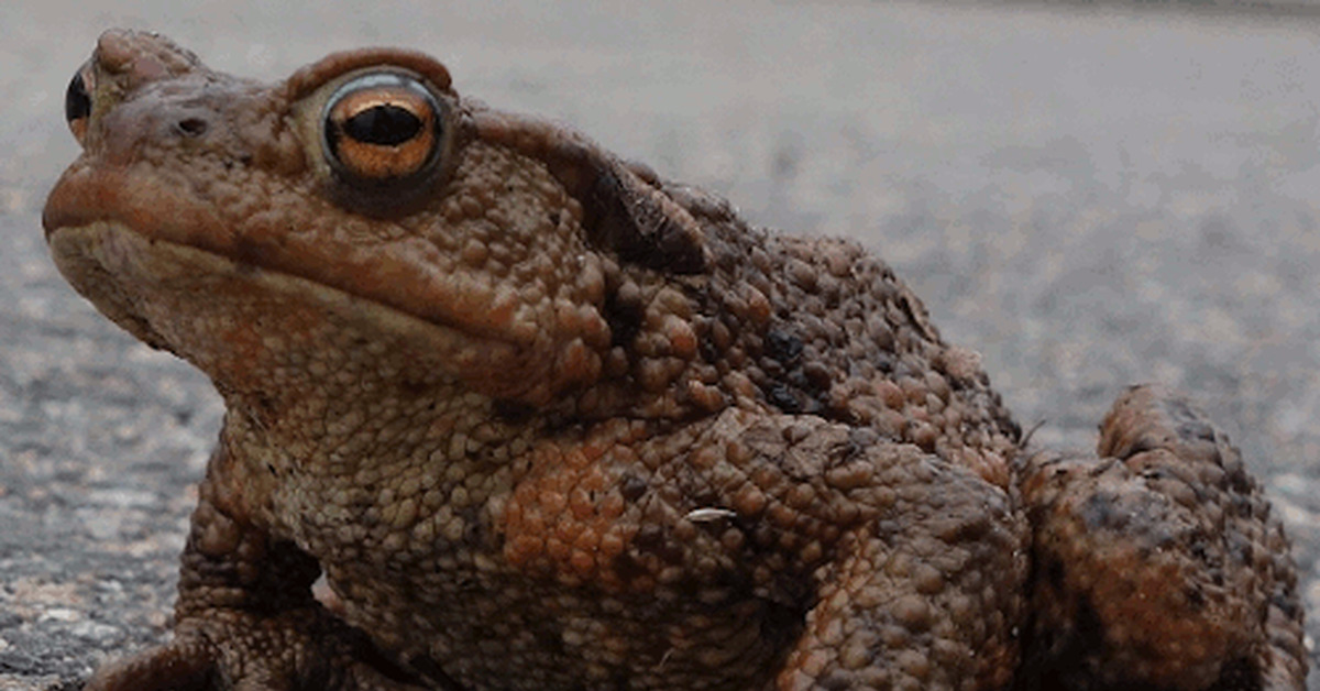 гифки с лягушками милые. гифка жабы. гифки лягушки. лягушка рогатка кранвелла. анимированная лягушка.