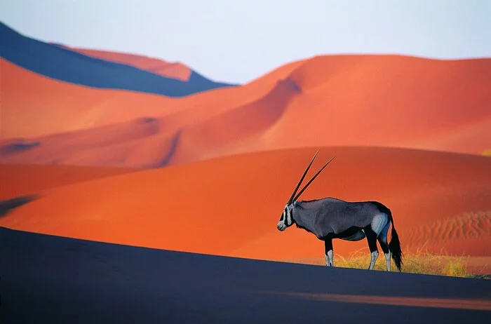 Oryx in the Namib Desert - Artiodactyls, Oryx, Desert, Africa, Wild animals