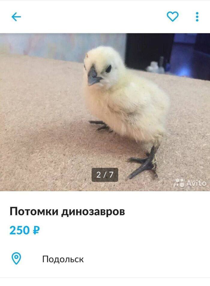 Птероцыпленок