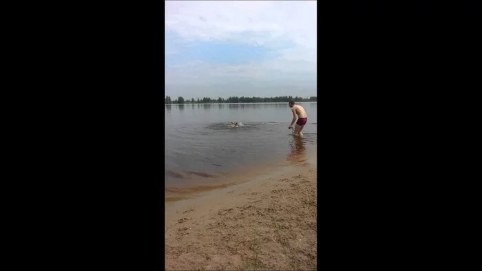 Reply to So what? floats) - My, Dog, Swimming, Reply to post, Vertical video