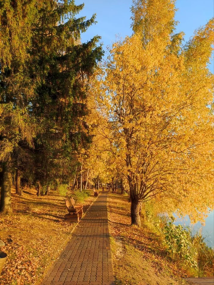 Autumn is golden - My, Autumn, Beautiful view, The photo, Tree, The park, Nature, Noginsk, Подмосковье