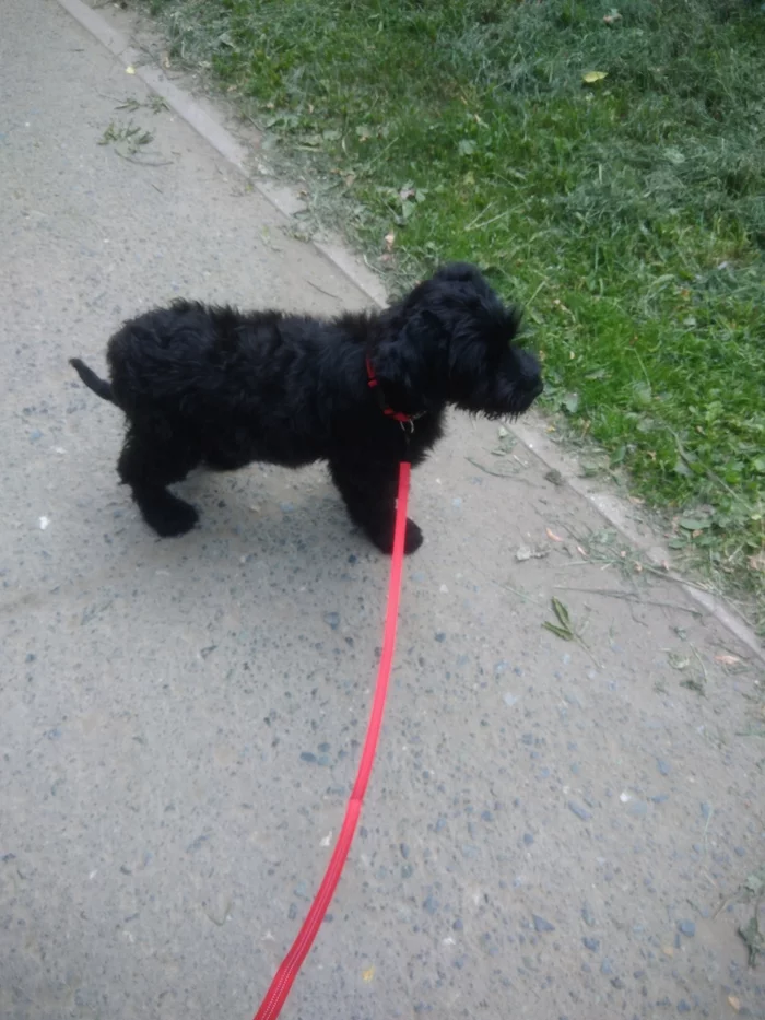 Giant Schnauzer - Dog, Giant schnauzer, Longpost