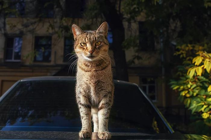 A few homeless cats in your feed - My, Saint Petersburg, Town, cat, City walk, Longpost