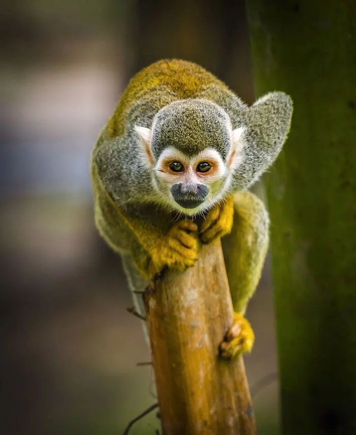 Saimiri - The photo, Primates, Wild animals, Monkey, squirrel saimiri