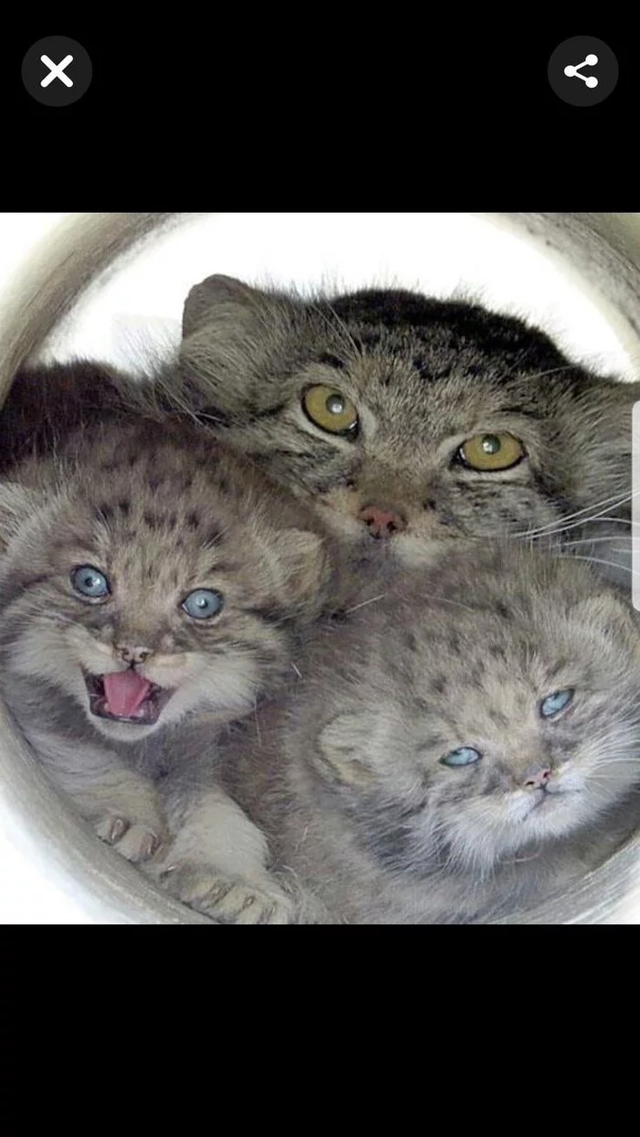 Continuation of the post Moustache, paws and tail - these are my documents! - Pallas' cat, Paws, Усы, Tail, Cat family, Pet the cat, Reply to post