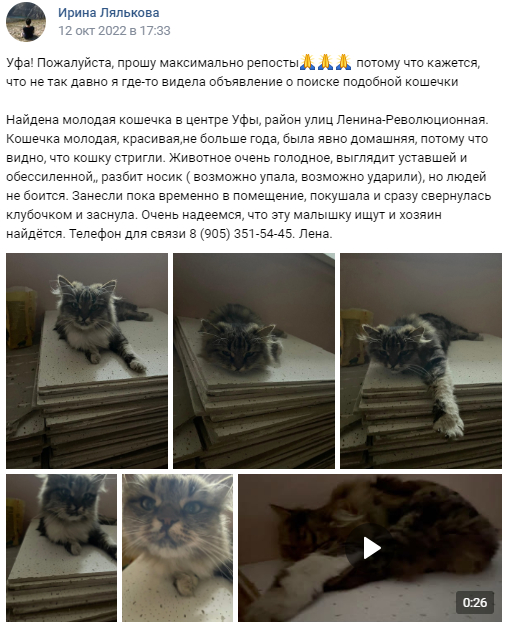 Уфа, кошка ищет потерянных хозяев или новую семью - Моё, Кот, Волонтерство, Без рейтинга, Помощь, Поиск животных, Приют для животных, В добрые руки, Уфа, Потеряшка, Передержка, Бездомные животные, Приют, Спасение животных, Ветеринария, Длиннопост