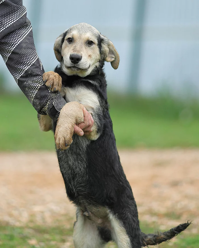 Vasco. Bogatyr and sissy - My, Shelter, Animal shelter, In good hands, The rescue, Helping animals, Homeless animals, Volunteering, Veterinary, Animal Rescue, Help, No rating, Dog, Puppies, Longpost, Milota, Moscow, Moscow region