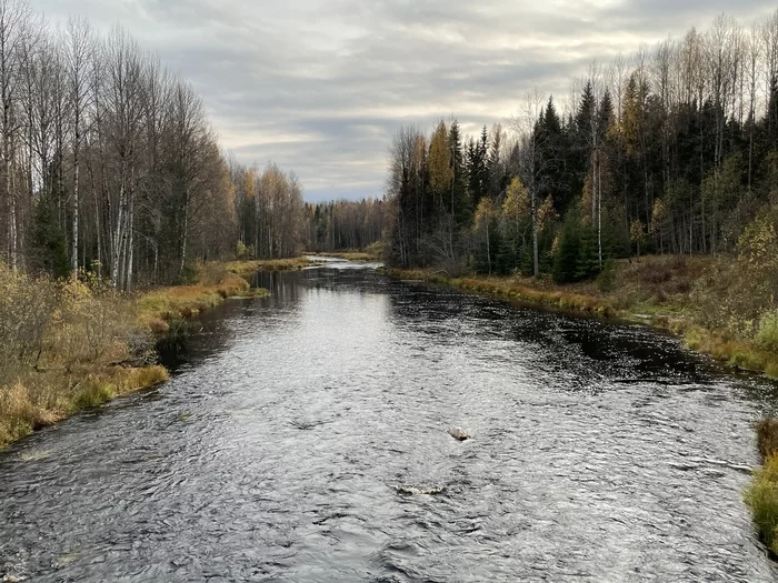 Shoksha - My, Fishing, Leningrad region, Autumn, River, Forest, The photo