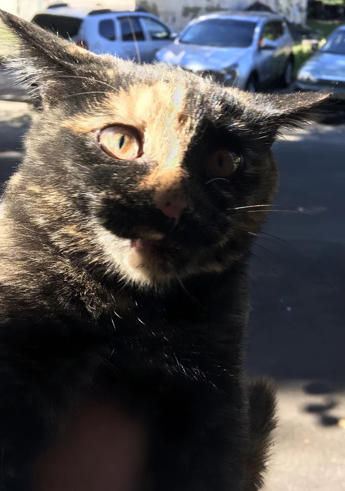 Kitty got stuck - My, The photo, Strange humor, Cat mint, Longpost, cat
