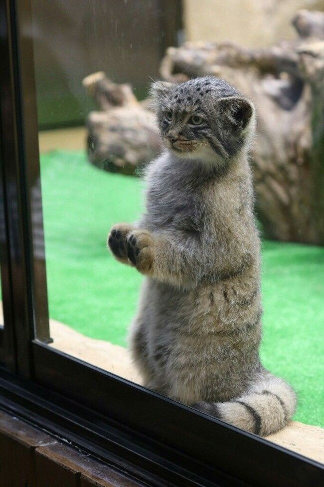 Mustache, paws and tail - these are my documents! - Pallas' cat, Paws, Усы, Tail, Cat family, Pet the cat, Small cats