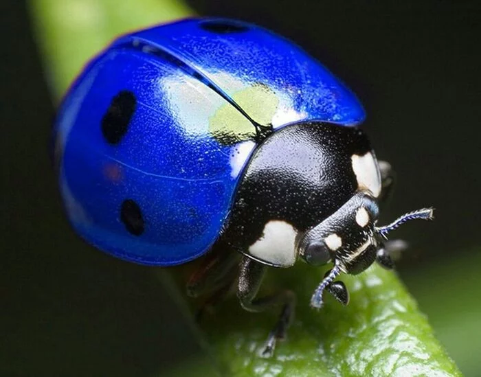 A couple of facts about a ladybug at one in the morning - Biology, Eukaryotes, ladybug