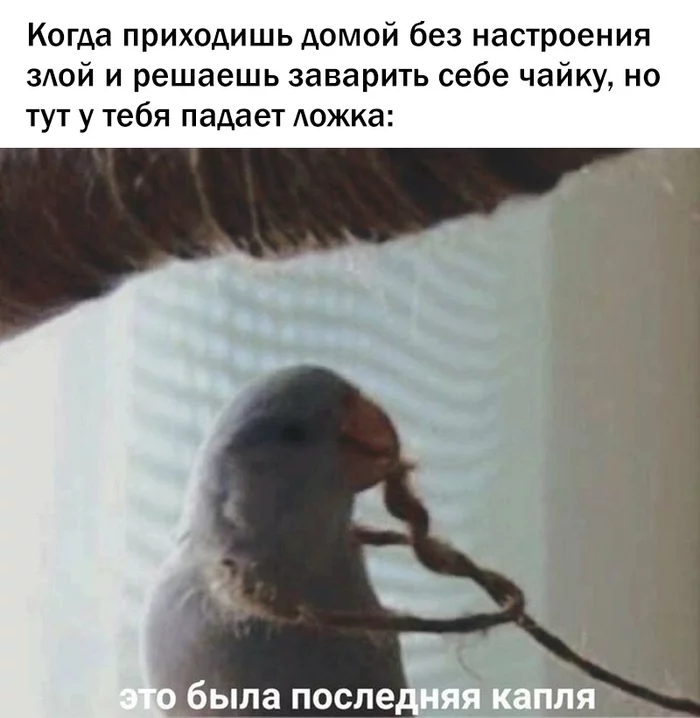 Patience - Humor, Picture with text, Memes, A parrot, Mood, Vital