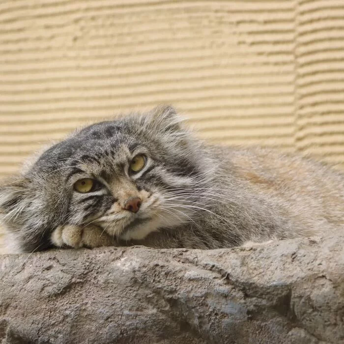 For those who go to bed, restful sleep - Pet the cat, Pallas' cat, Small cats, Cat family, Mammals, Animals, Wild animals, Zoo, The photo, Fluffy, Dream, Longpost